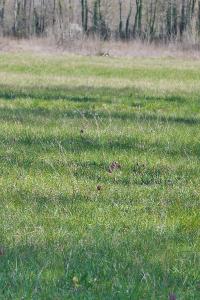 Fritillaria meleagris