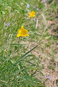 Tulipa sylvestris subsp. sylvestris