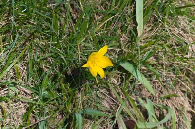 Tulipa sylvestris subsp. sylvestris