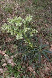 Helleborus foetidus