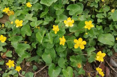 Caltha palustris