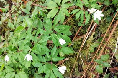 Anemone nemorosa