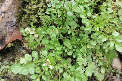 Cardamine flexuosa