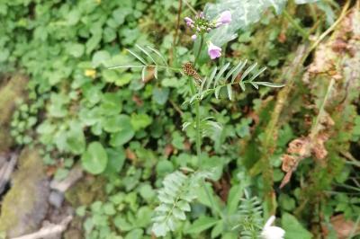 Cardamine raphanifolia