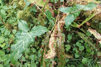 Arum italicum