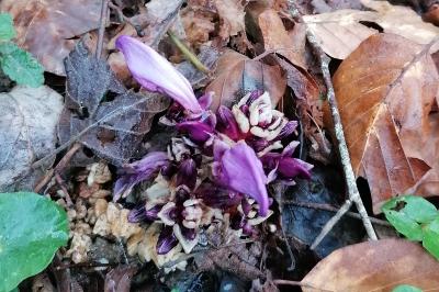 Lathraea clandestina