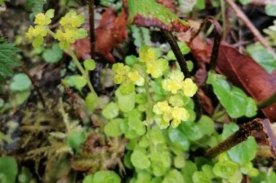 Chrysosplenium oppositifolium