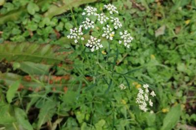 Conopodium majus