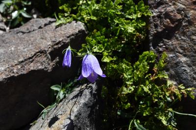 Campanula scheuchzeri