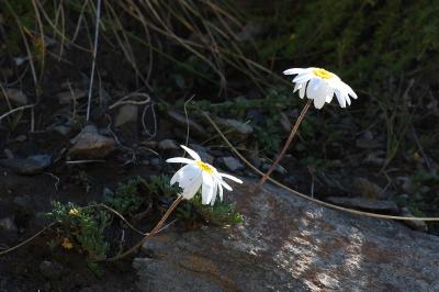 Leucanthemopsis alpina