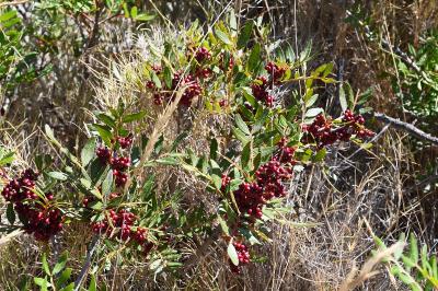 Pistacia lentiscus