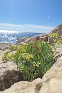 Crithmum maritimum