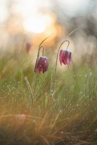 Fritillaria meleagris