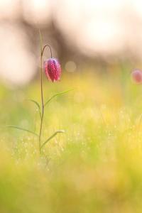 Fritillaria meleagris