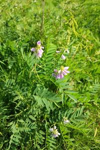 Galega officinalis