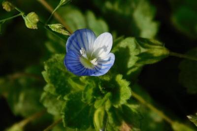 Veronica persica