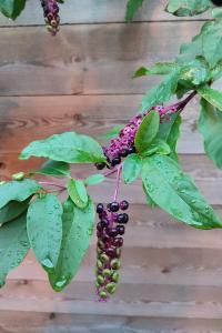 Phytolacca americana