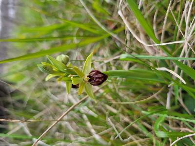 Ophrys aranifera