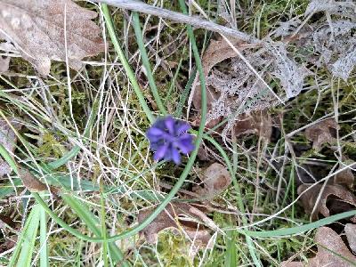 Muscari neglectum
