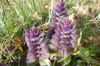 Ajuga pyramidalis