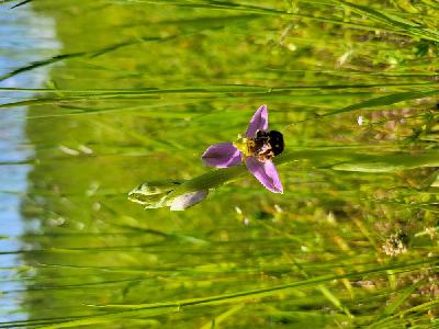 Ophrys apifera