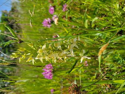 Platanthera chlorantha