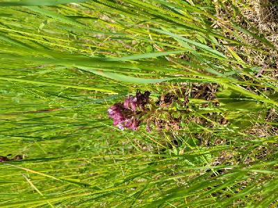 Orchis purpurea