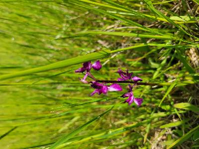 Orchis mascula