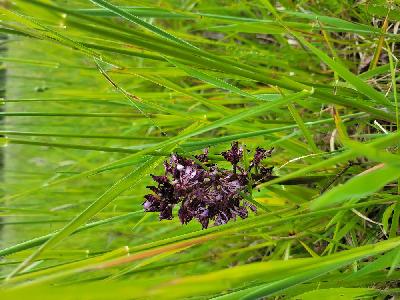 Orchis purpurea