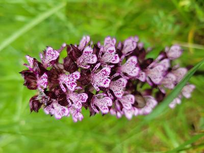 Orchis purpurea