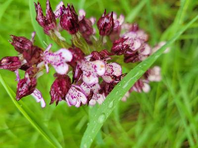 Orchis purpurea