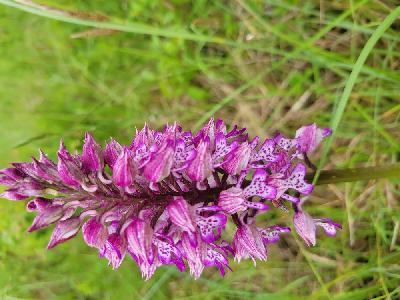 Orchis militaris