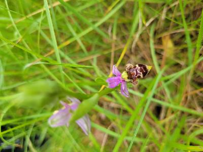 Ophrys scolopax