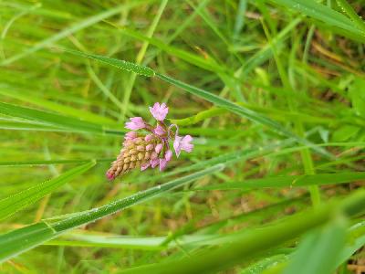 Anacamptis pyramidalis