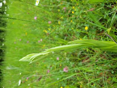 Himantoglossum hircinum