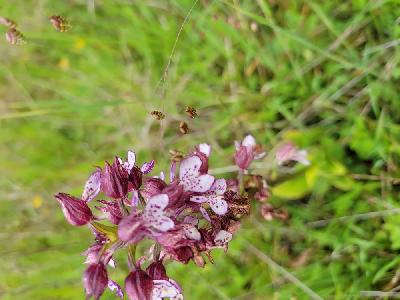 Orchis purpurea