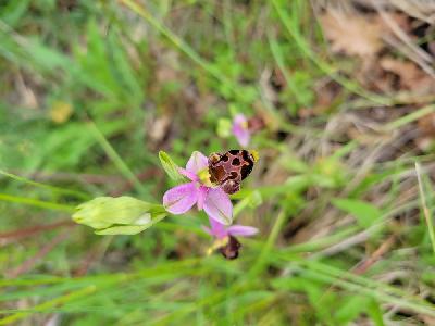Ophrys scolopax
