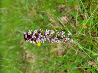 Neotinea ustulata