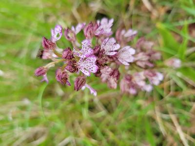 Orchis purpurea