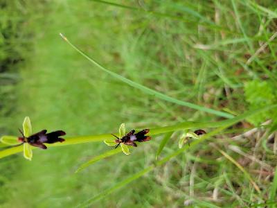 Ophrys insectifera