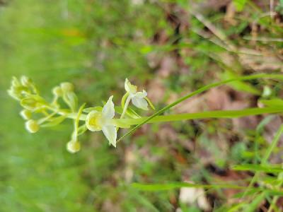 Platanthera chlorantha