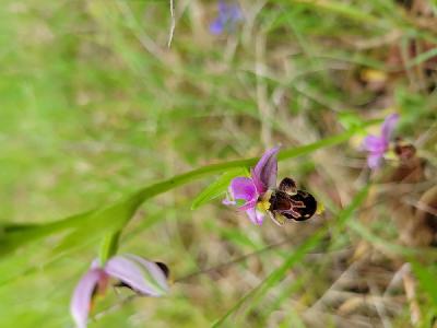 Ophrys scolopax