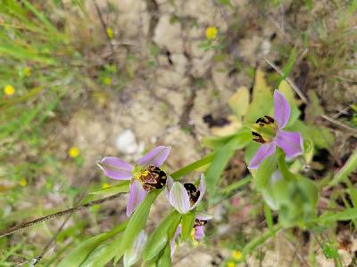 Ophrys apifera