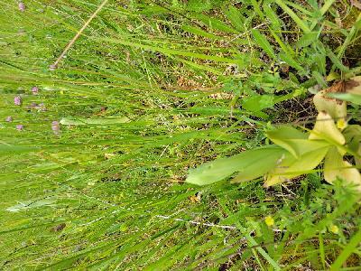 Himantoglossum hircinum