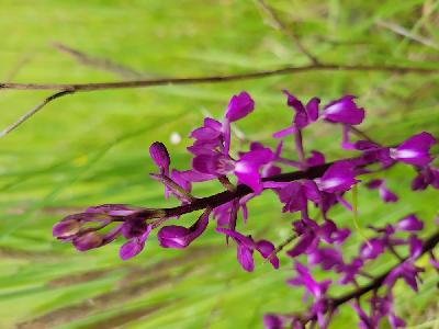 Anacamptis laxiflora