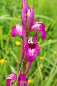 x Serapicamptis rousii