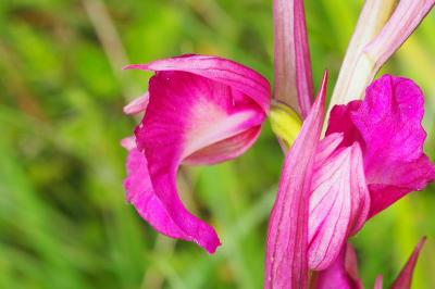 x Serapicamptis rousii