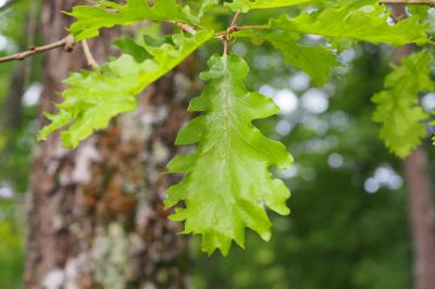 Quercus pubescens