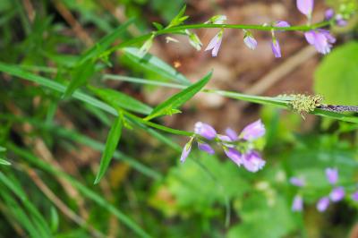 Polygala vulgaris