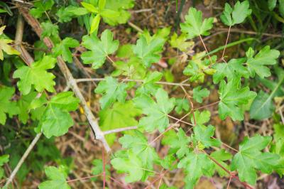 Acer campestre